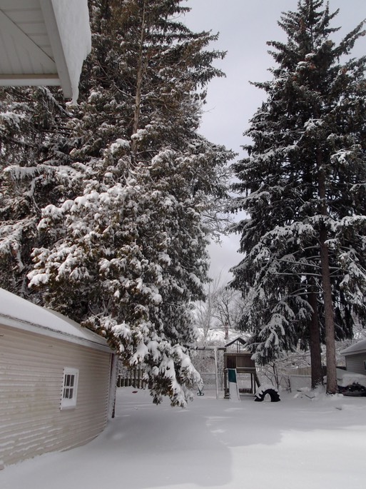 Snow - the back yard (1)