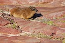 Dassie