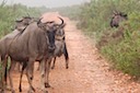 Wildebeest