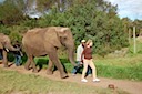 Walking With Elephants