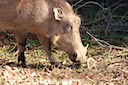 Warthog