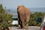 Addo Elephant National Park