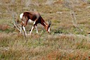 Bontebok