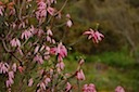 Pink Ericas