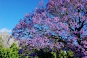 Buitekring Jacaranda