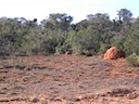 Termite Mound