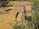 Young Kudu