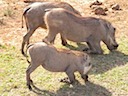 Warthog Family