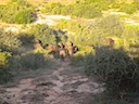 A herd of buffalo