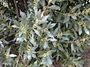 Bay Leaf Bush