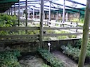 Herbal and Seedling Nursery