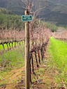 Pinot Noir Grapes