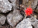 Red Flower