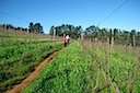 Through the Vineyards