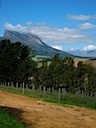 Vines and Clouds