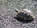 Small Tortoise