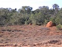Termite Mound